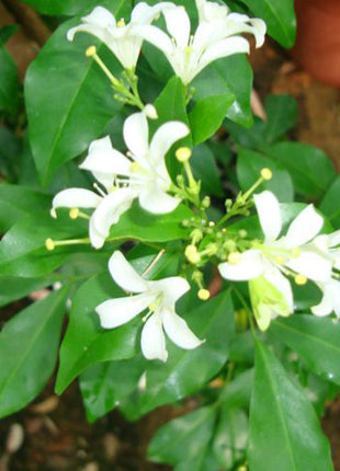 Murraya Paniculata &#8220;Orange or Thai Jasmine&#8221;