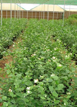 Arabian Jasmine Motia &#8220;Jasminum Sambac&#8221;