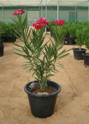 Oleander &#8220;Nerium Oleander&#8221;