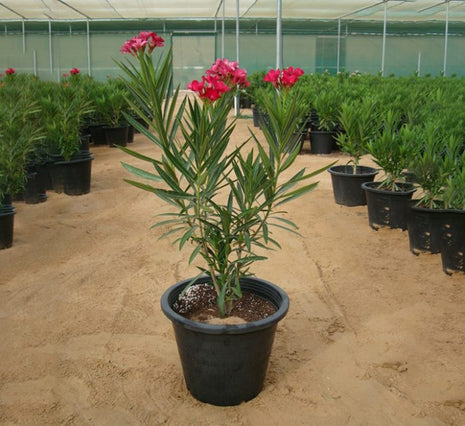 Oleander &#8220;Nerium Oleander&#8221;