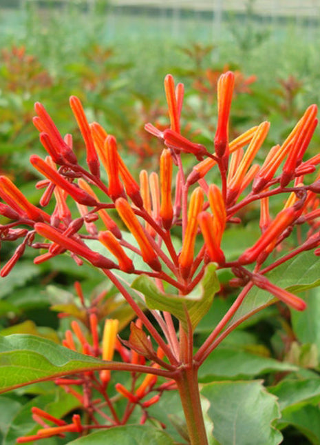 Hamelia patens &#8220;Fire Bush&#8221; 50 &#8211; 70cm Height
