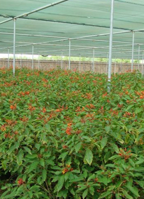 Hamelia patens &#8220;Fire Bush&#8221; 50 &#8211; 70cm Height