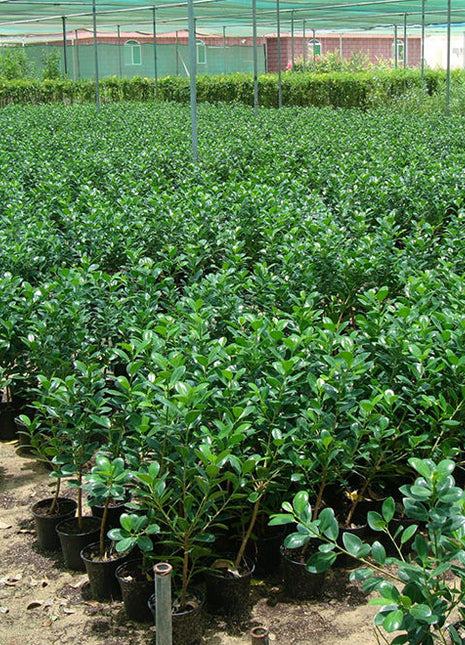 Ficus Hawaii &#8220;Green Island&#8221;