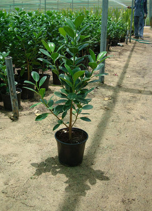 Ficus Hawaii &#8220;Green Island&#8221;