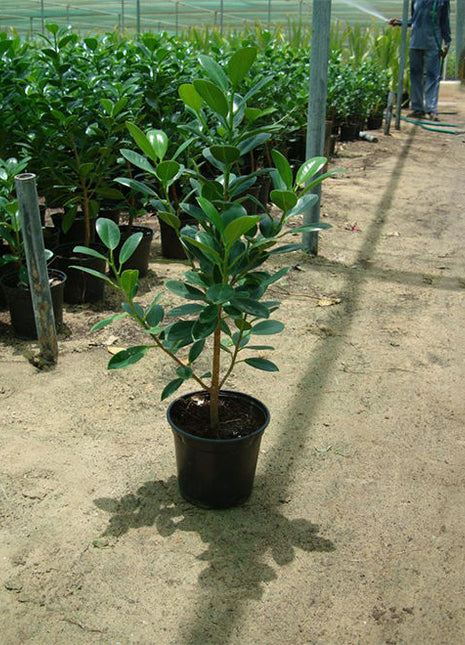 Ficus Hawaii &#8220;Green Island&#8221;