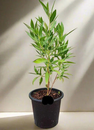 Conocarpus Erectus &#8216;Saudi&#8217; or Damas tree  دمس