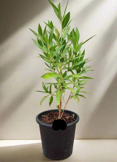 Conocarpus Erectus &#8216;Saudi&#8217; or Damas tree  دمس