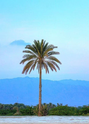 Palm Tree &#8220;Phoenix Dactylifera Or Date Palm&#8221; النخلة