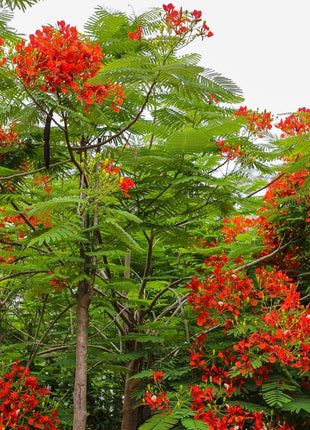 Delonix Regia, Flame Tree or Royal Poinciana