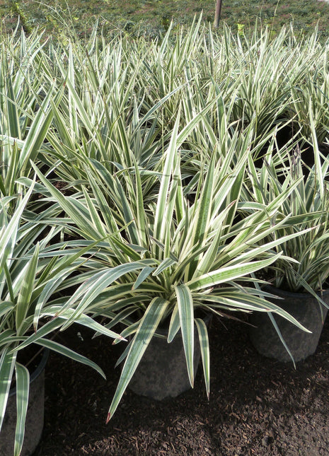 Dianella Tasmanica &#8220;Variegata&#8221; or Tasman Flax-lily