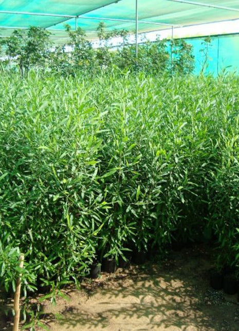 Dodonaea Viscosa &#8220;Hopbush&#8221; 20-30cm