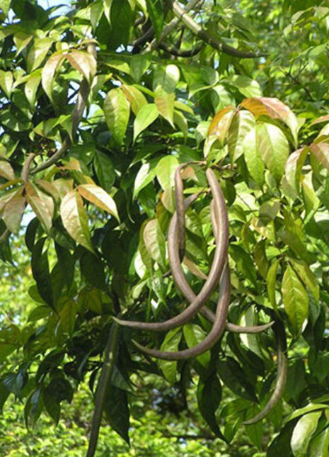 Dolichandron Spathacea Or  Mangrove Trumpet Tree 2.5m