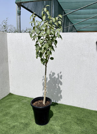Ficus Infectoria-Virens &#8220;White Fig&#8221;