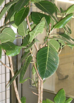 Ficus Altissima &#8220;Council Tree&#8221;