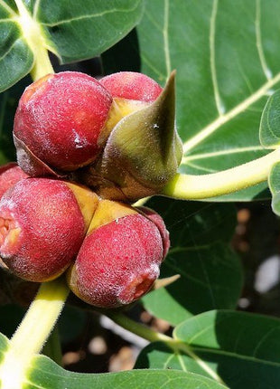 Ficus Benghalensis &#8220;Banyan Fig&#8221;