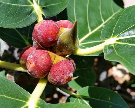 Ficus Benghalensis &#8220;Banyan Fig&#8221;