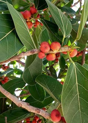Ficus Benghalensis &#8220;Banyan Fig&#8221;