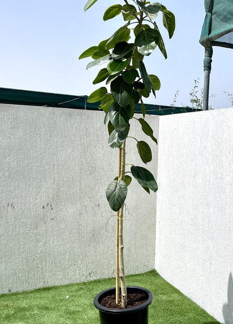 Ficus Benghalensis &#8220;Banyan Fig&#8221;
