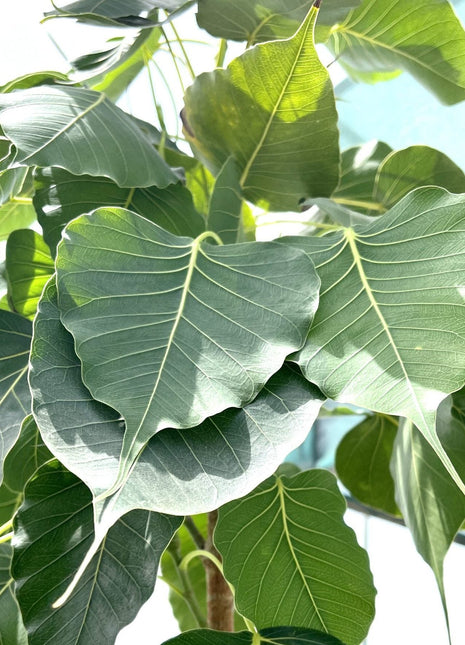 Ficus Religiosa &#8220;Sacred Fig Tree&#8221;