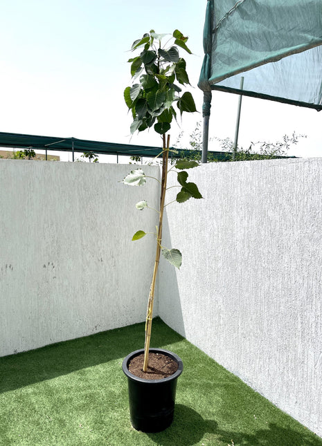 Ficus Religiosa &#8220;Sacred Fig Tree&#8221;
