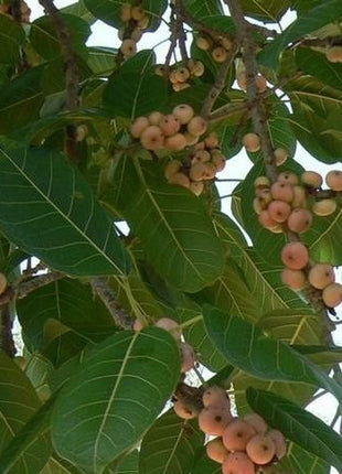 Ficus Infectoria-Virens &#8220;White Fig&#8221;