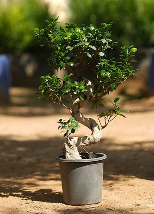 Ficus &#8220;S&#8221; Bonsai 50 &#8211; 70cm