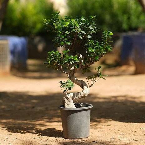Ficus &#8220;S&#8221; Bonsai 50 &#8211; 70cm