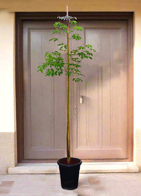 Chaurasia Speciosa 2-2.5m