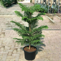 Araucaria Heterophylla (Norfolk Island Pine) 100cm to 120 cm