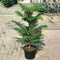 Araucaria Heterophylla (Norfolk Island Pine) 100cm to 120 cm