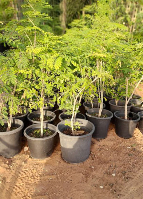 Caesalpinia Pulcherrima &#8220;Peacock Flower&#8221; 40-50cm