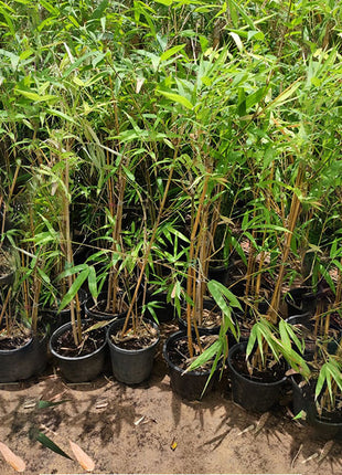 Bambusa Vulgaris or Common Bamboo