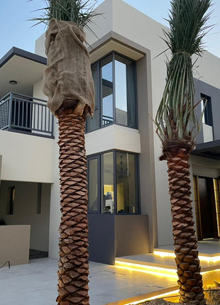 Palm Tree &#8220;Phoenix Dactylifera Or Date Palm&#8221; النخلة