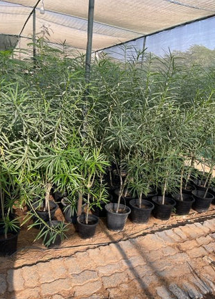 Thevetia peruviana | Cascabela Thevetia