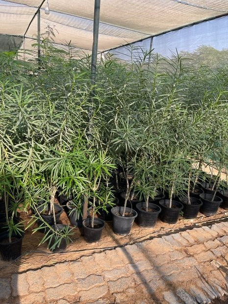 Thevetia peruviana | Cascabela Thevetia