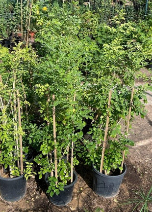 Murraya Paniculata &#8220;Orange or Thai Jasmine&#8221;