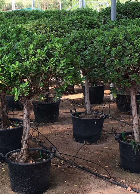 Ficus Diversifolia &#8220;Single head&#8221;