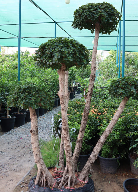 Ficus MultiHead &#8220;Microcarpa&#8221;