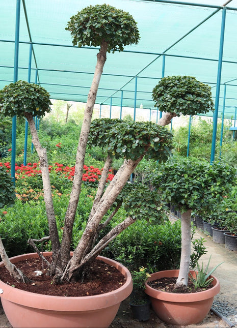 Ficus MultiHead &#8220;Microcarpa&#8221;