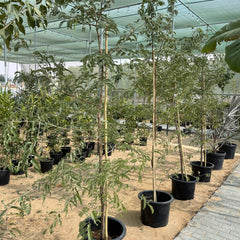 Tamarindus Indica or Tamarind Tree شجرة التمر الهندي