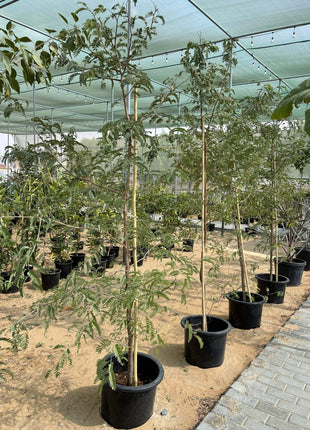 Tamarindus Indica or Tamarind Tree شجرة التمر الهندي