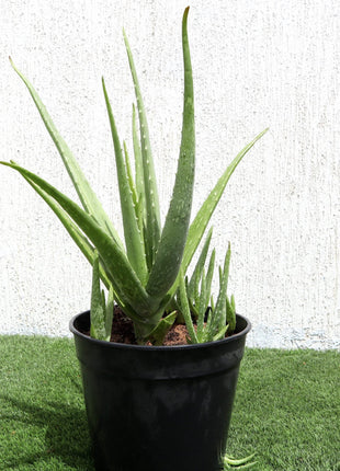 Aloe Vera, Medicina Aloe, Savila Or الألوة فيرا