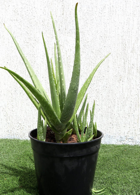Aloe Vera, Medicina Aloe, Savila Or الألوة فيرا