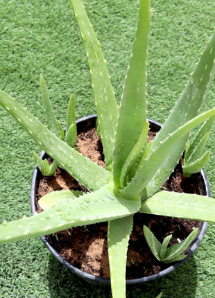 Aloe Vera, Medicina Aloe, Savila Or الألوة فيرا