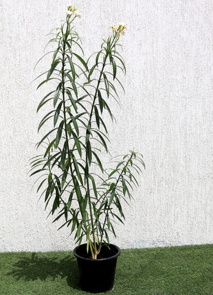 Oleander &#8220;Nerium Oleander&#8221;