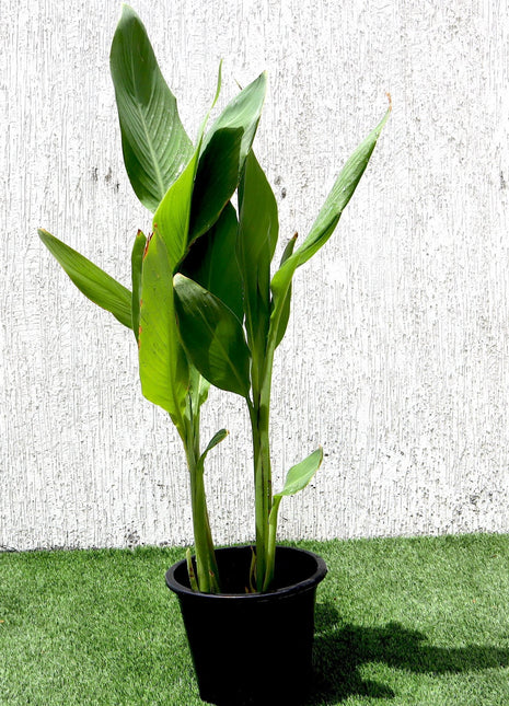Canna Indica or Canna Green