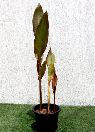 Canna Indica &#8216;Purpurea&#8217; 30 &#8211; 50cm Overall Height