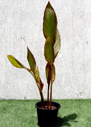 Canna Indica &#8216;Purpurea&#8217; 30 &#8211; 50cm Overall Height