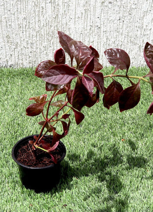 Iresine lindenii &#8220;Bloodleaf Iresine lindenii&#8221; 10 &#8211; 15cm