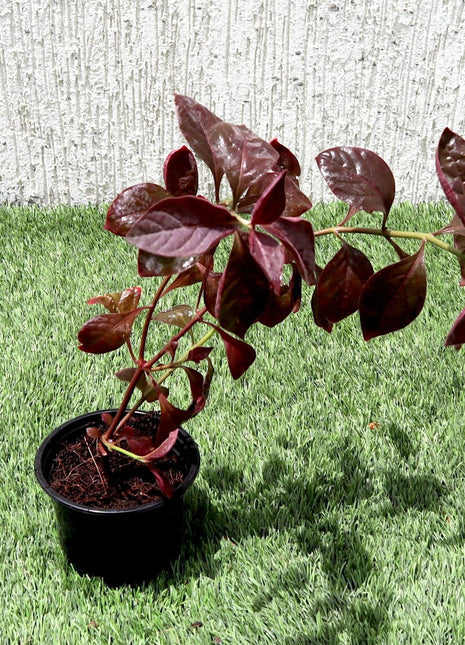 Iresine lindenii &#8220;Bloodleaf Iresine lindenii&#8221; 10 &#8211; 15cm